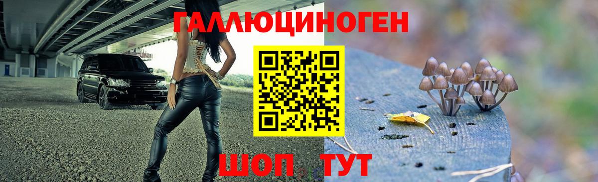 магазин    Славгород  Псилоцибиновые грибы ЛСД 